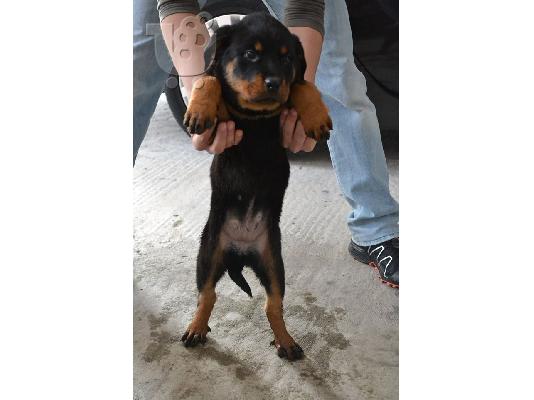 Rottweiler μεγαλόσωμα
